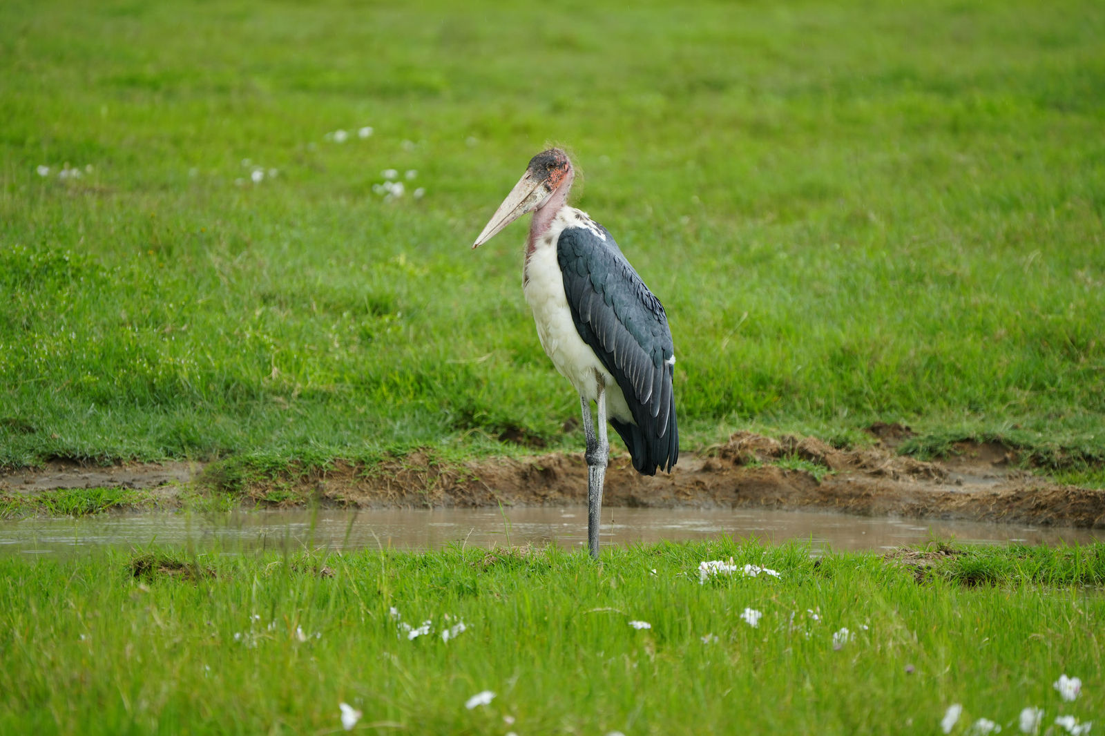 Marabou Stork