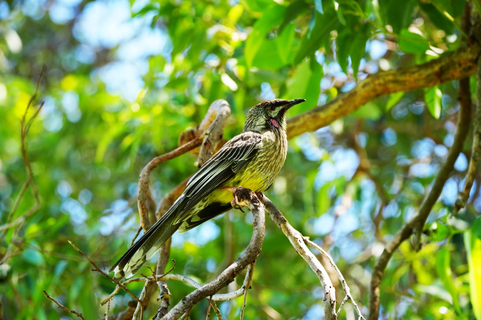 Red Wattlebird