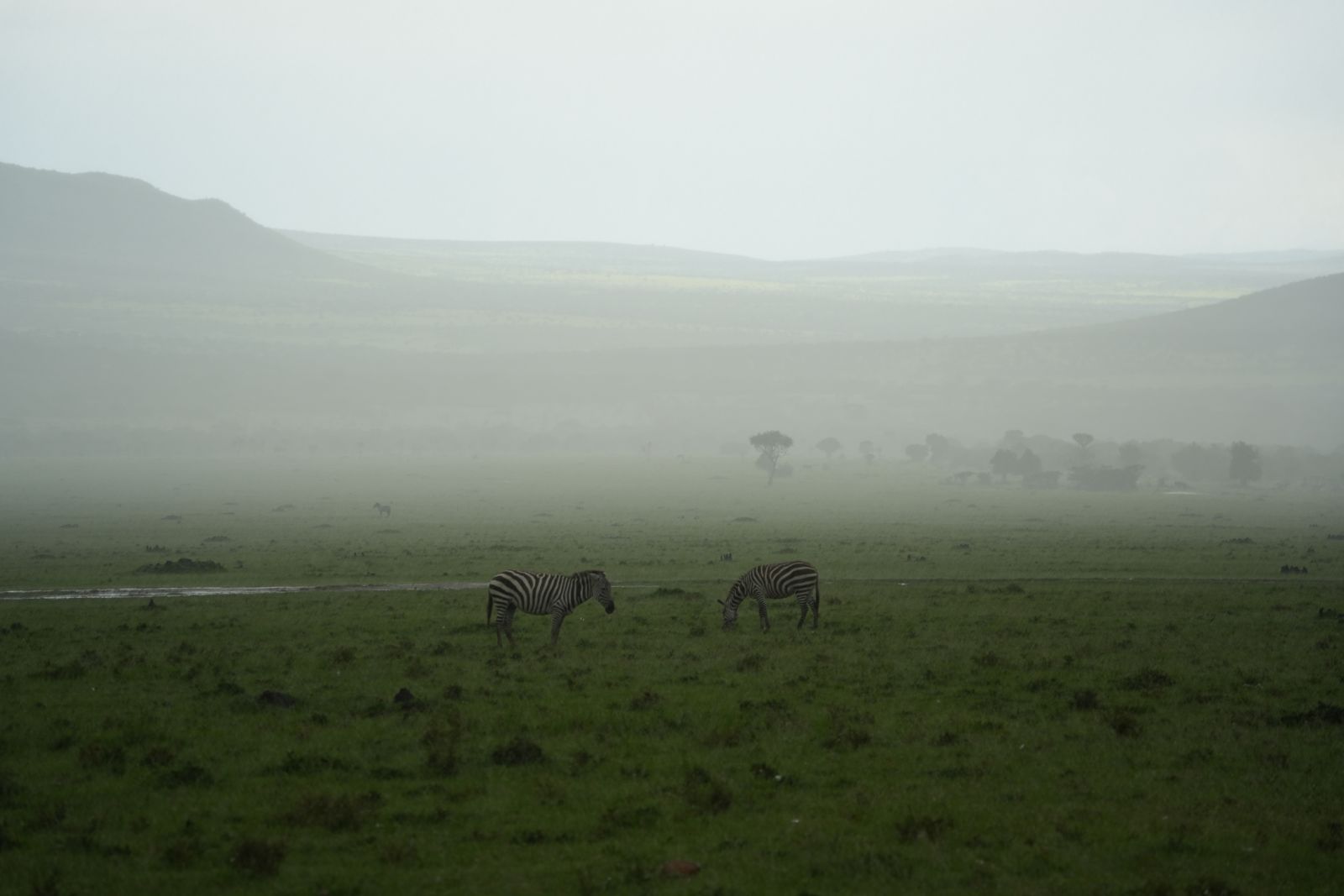 Plains Zebras