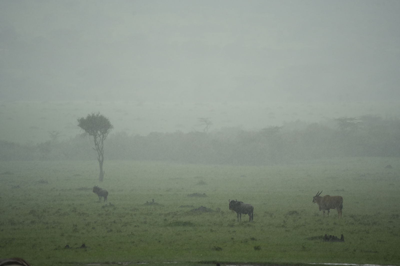 Wildebeests and an Eland