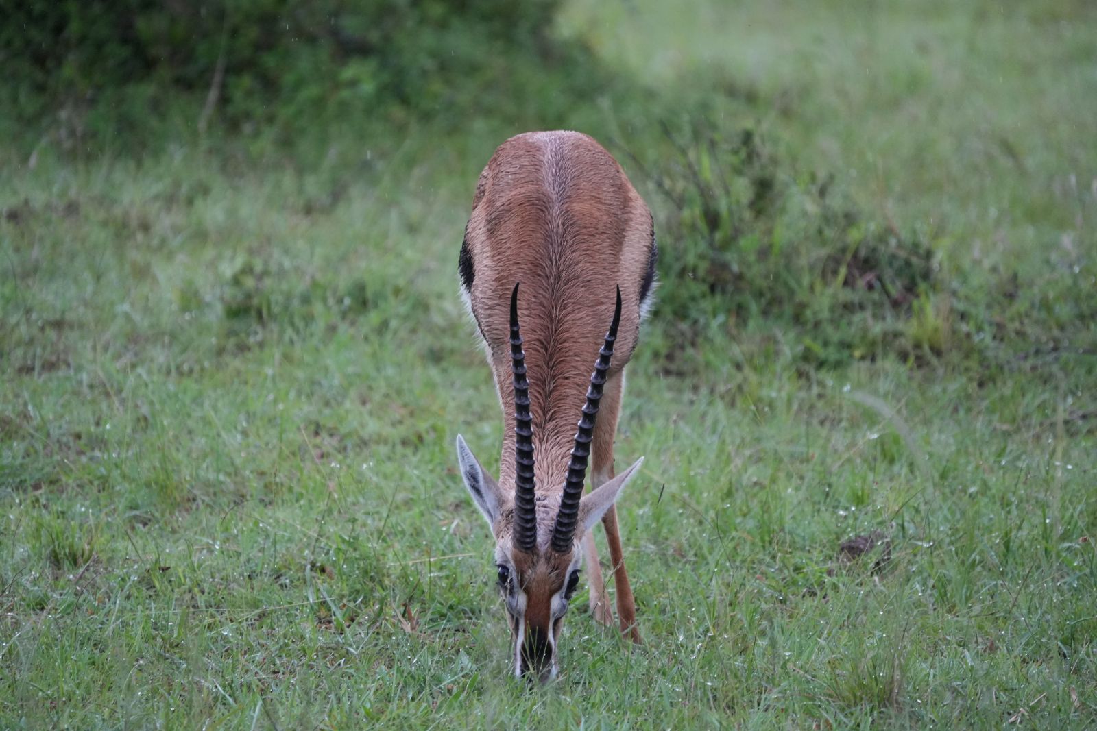 Thomson's Gazelle