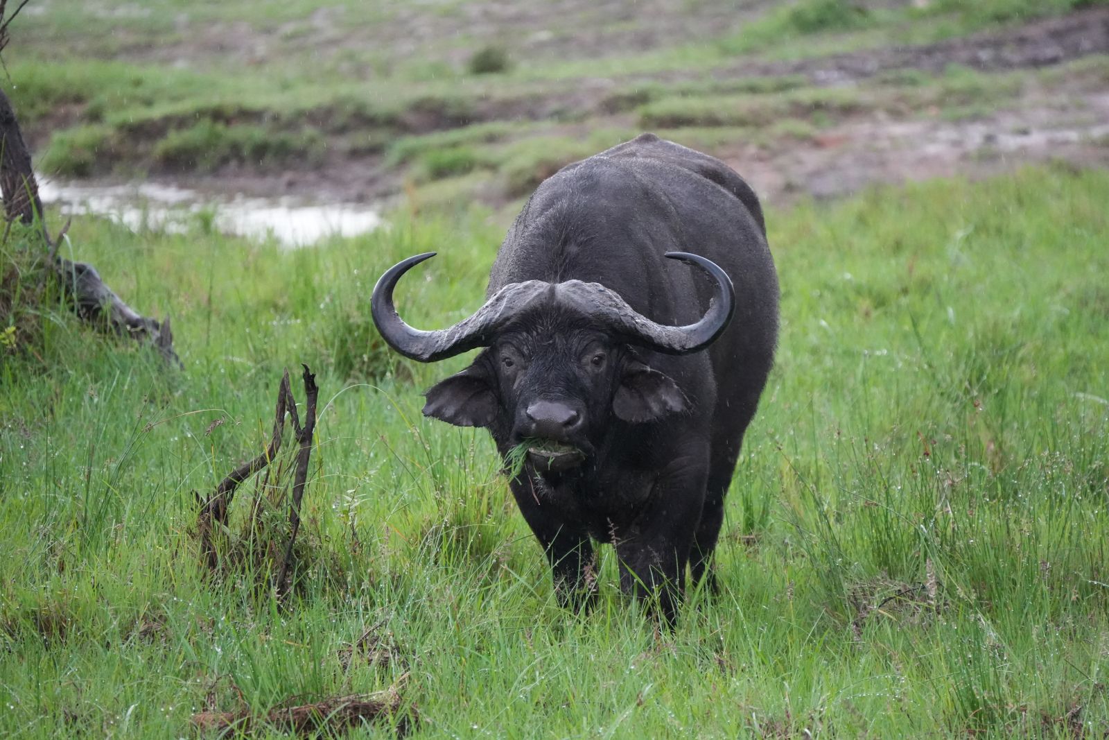 Cape Buffalo
