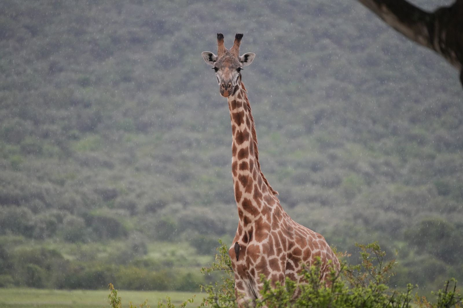 Masai Giraffe