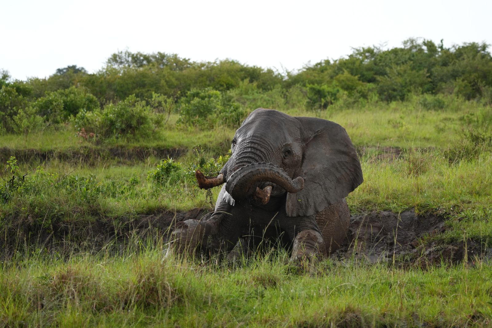 African Bush Elephant