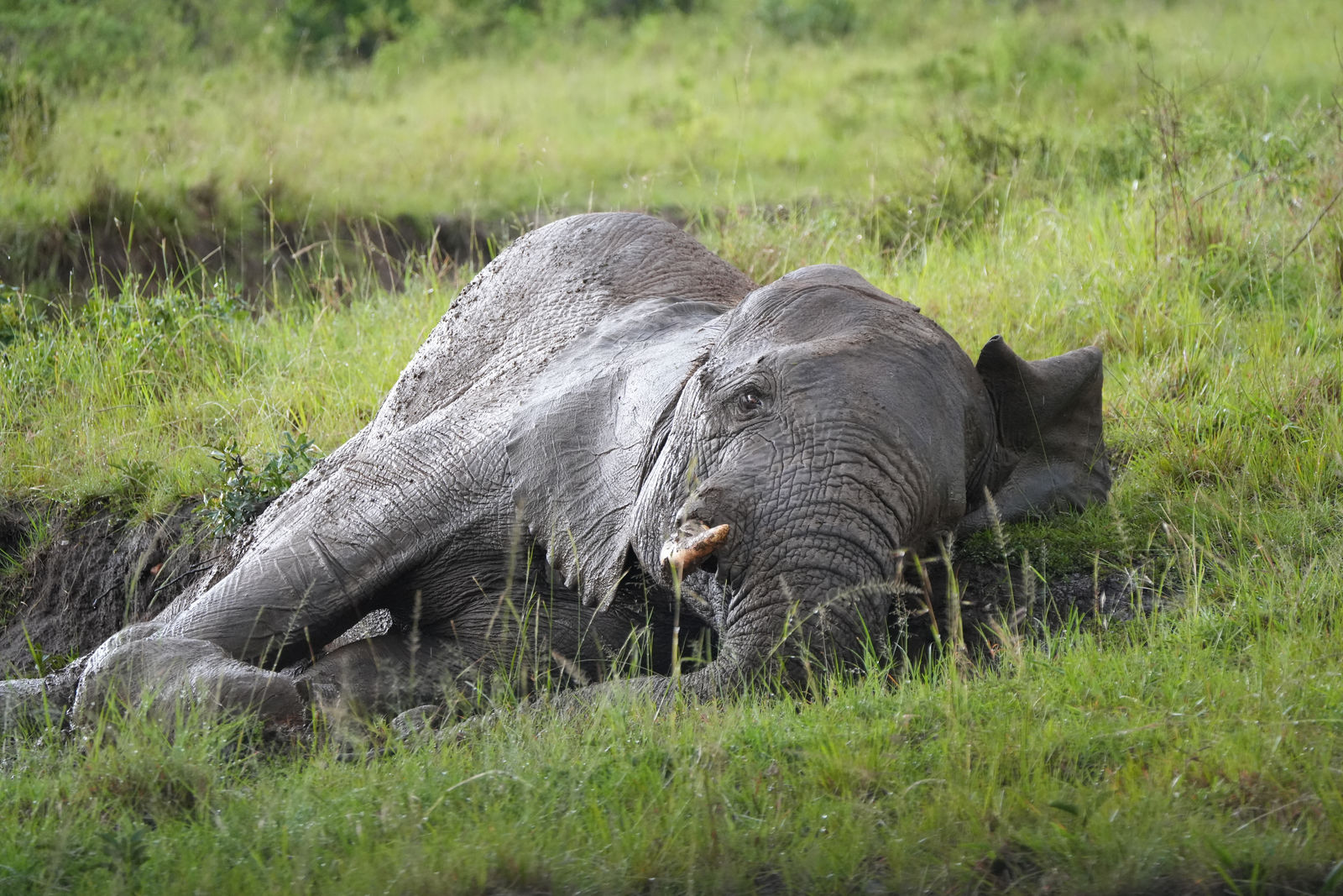 African bush elephant