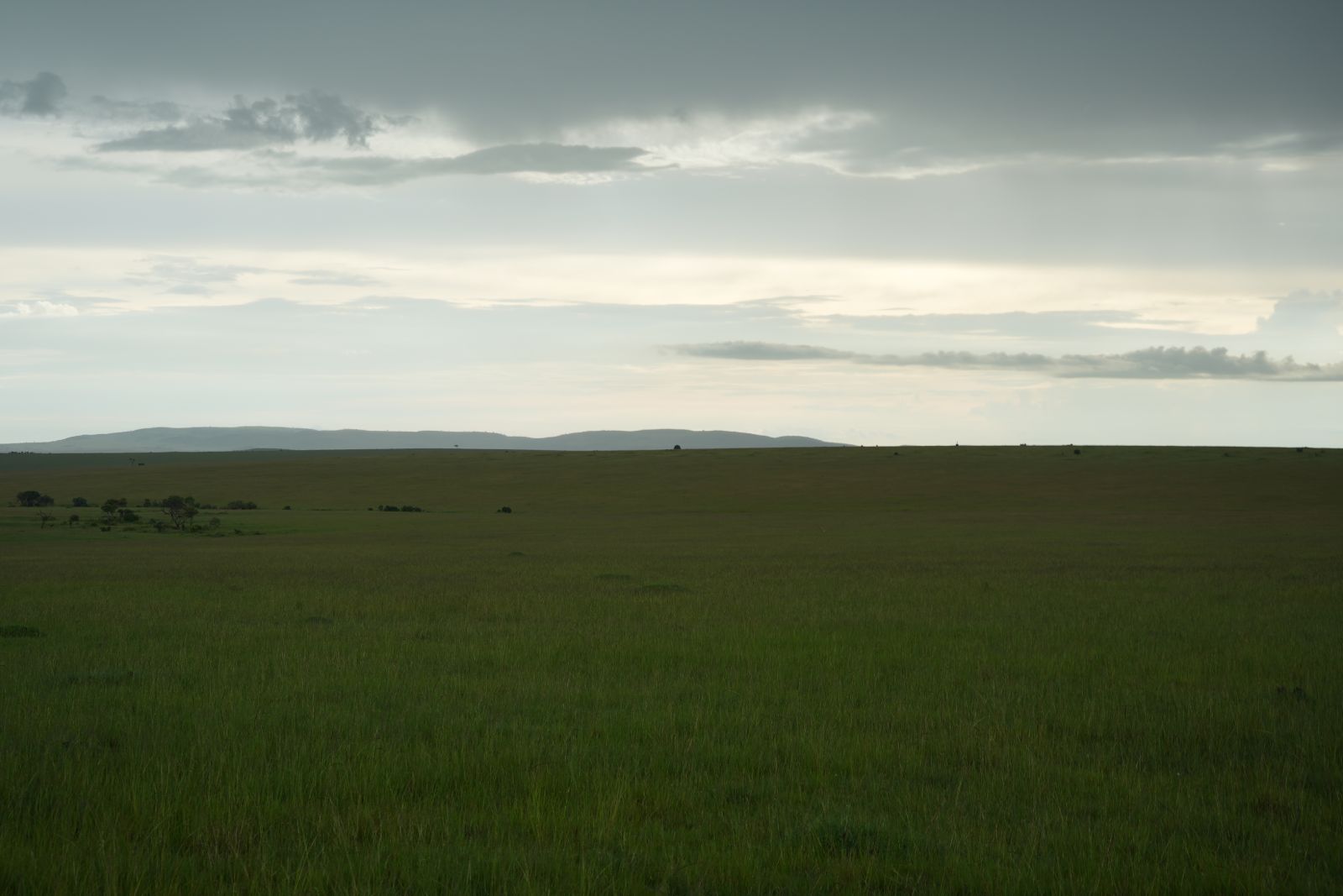 Savanna Grasslands