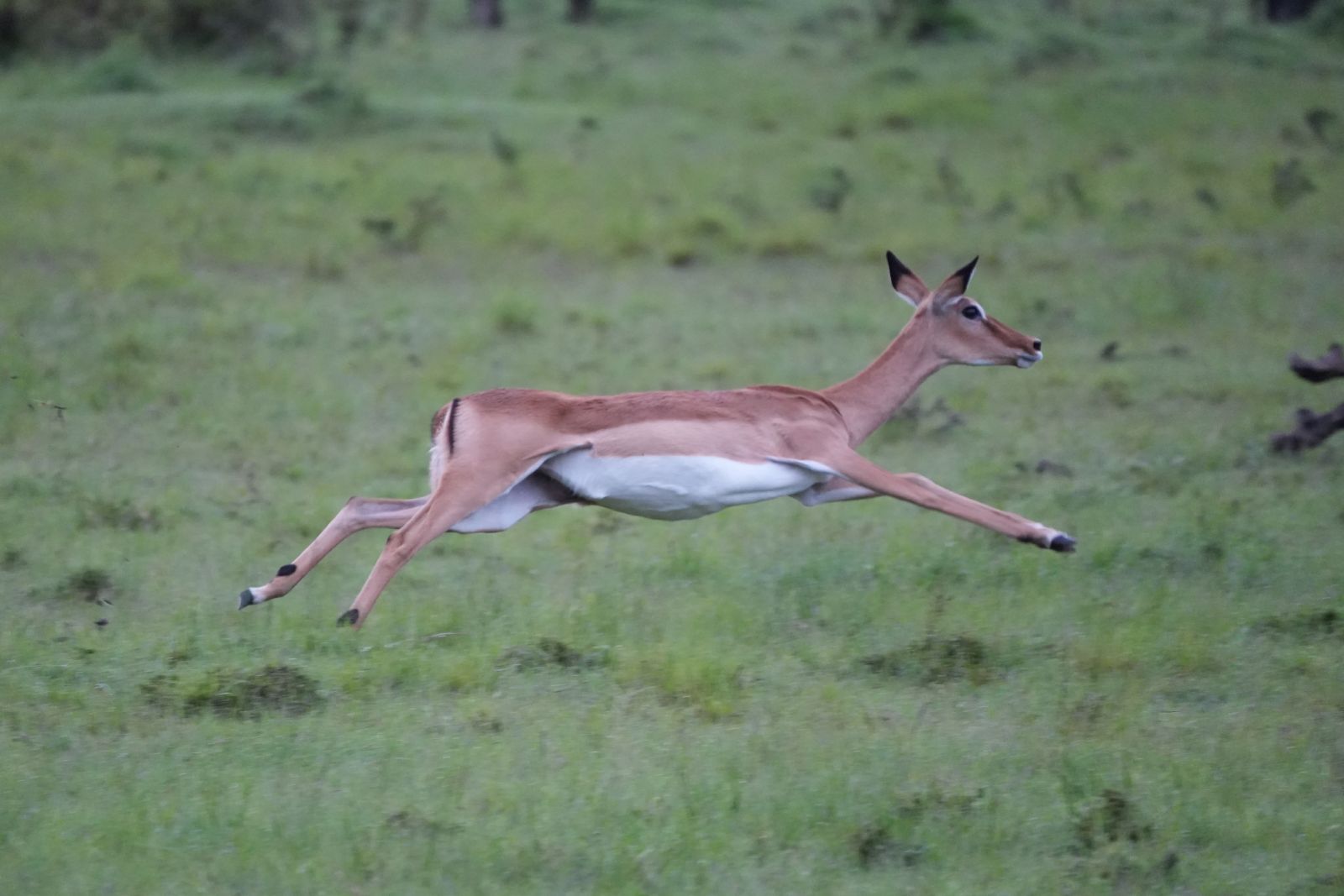 Common impala