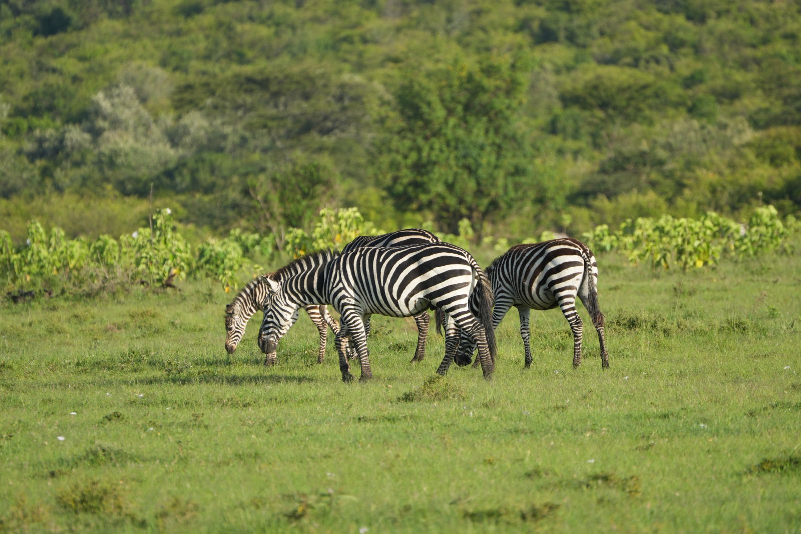 Plains Zebras