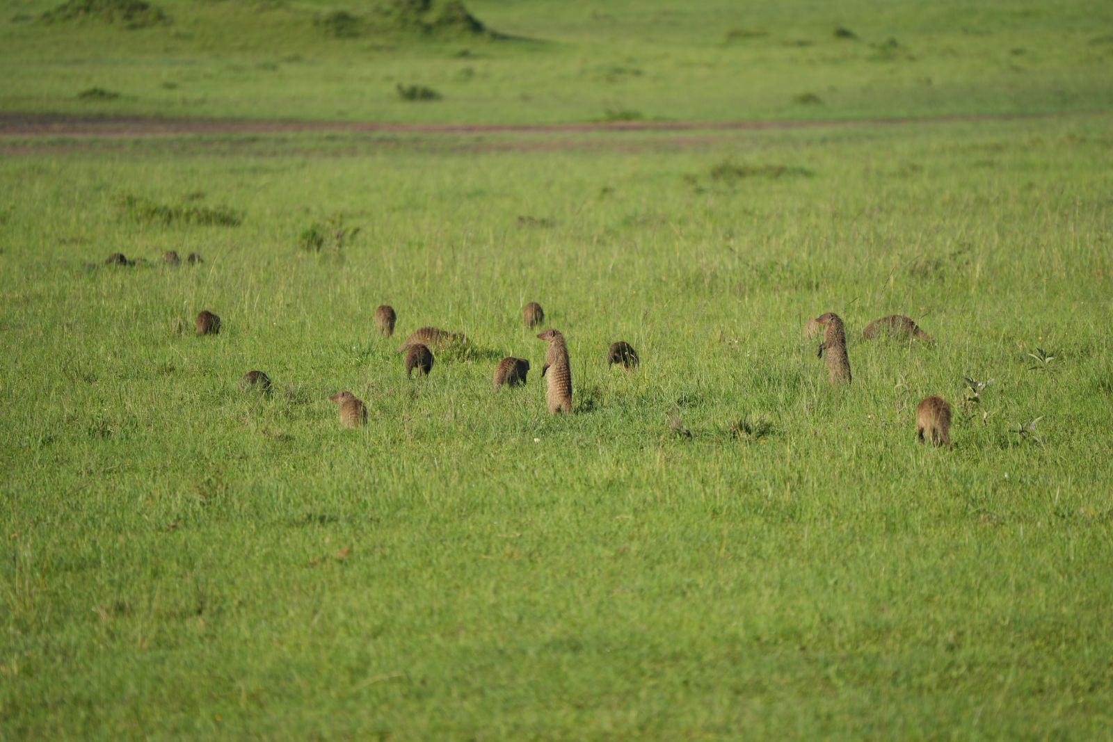 Banded Mongooses