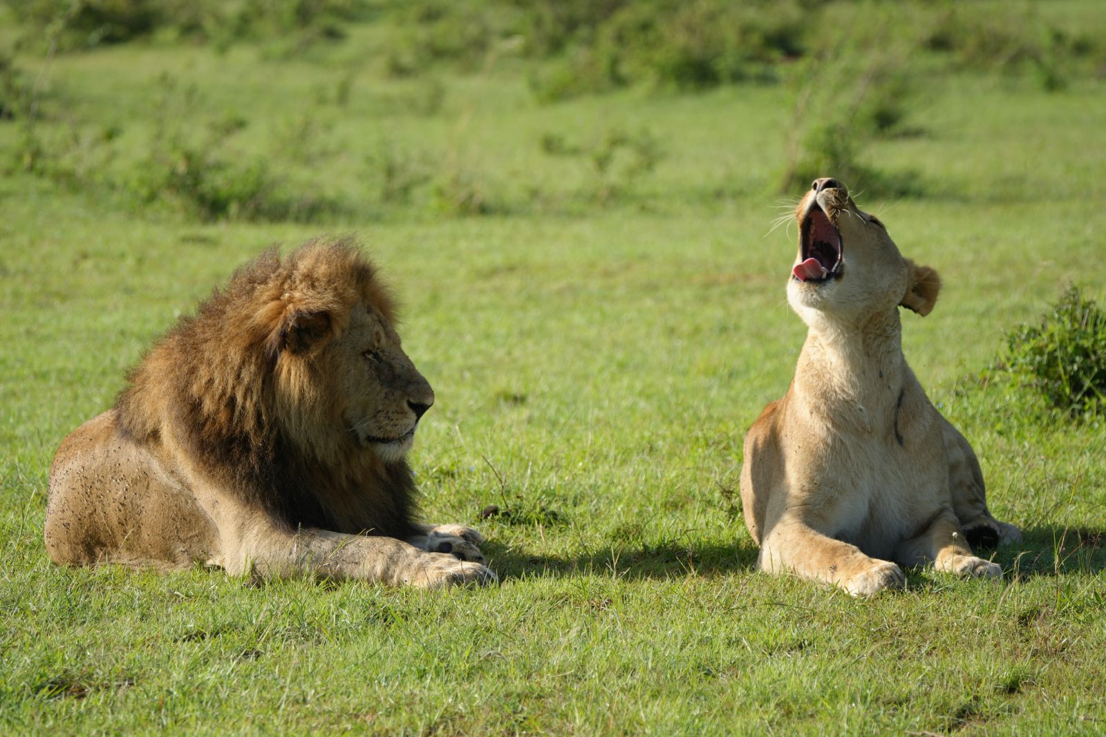 Lions