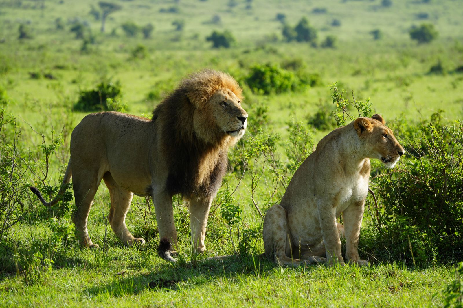Lions