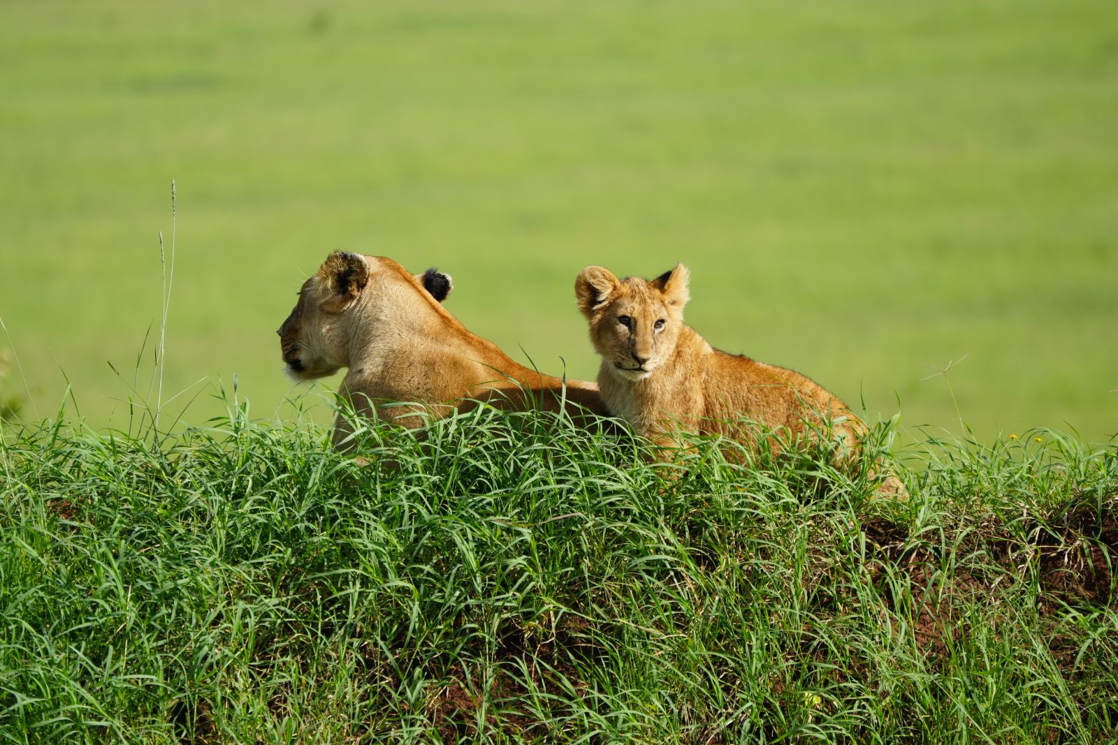 Maasai Mara