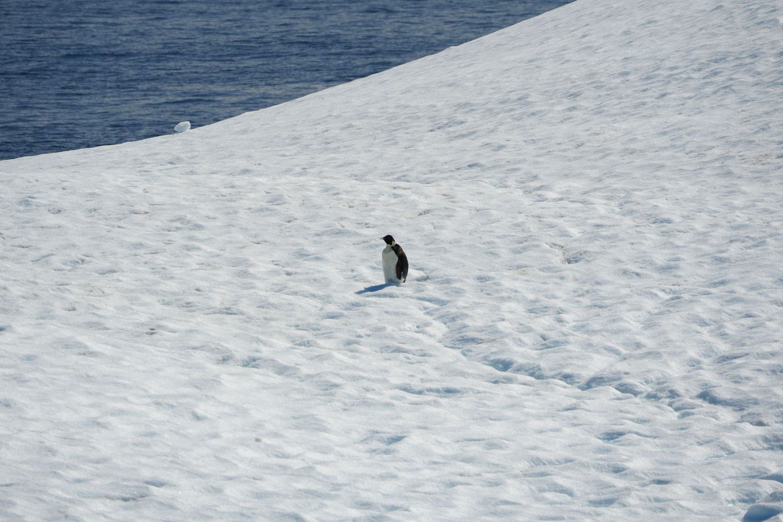 Emperor Penguin