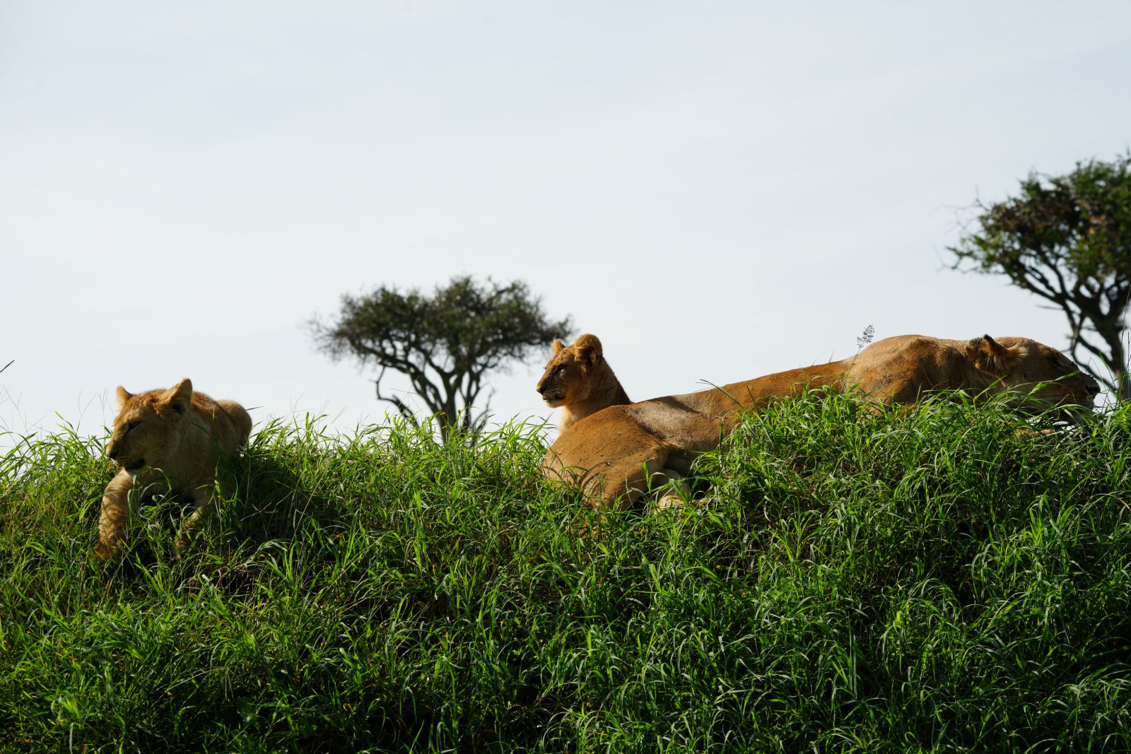 Lions