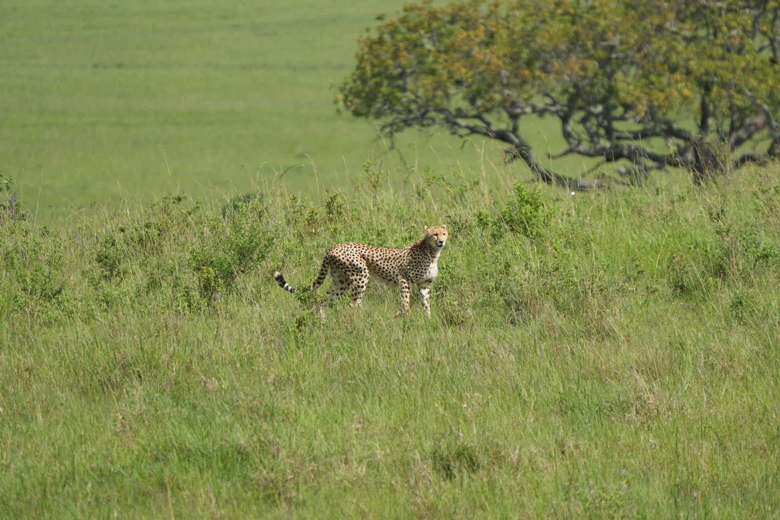 Tanzanian Cheetah