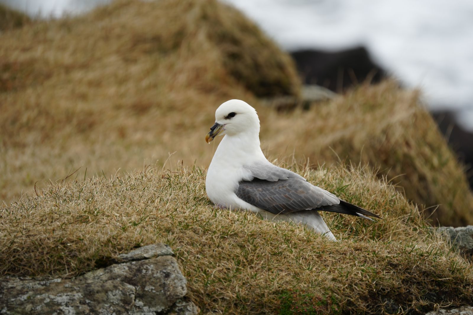 Fulmarus Glacialis