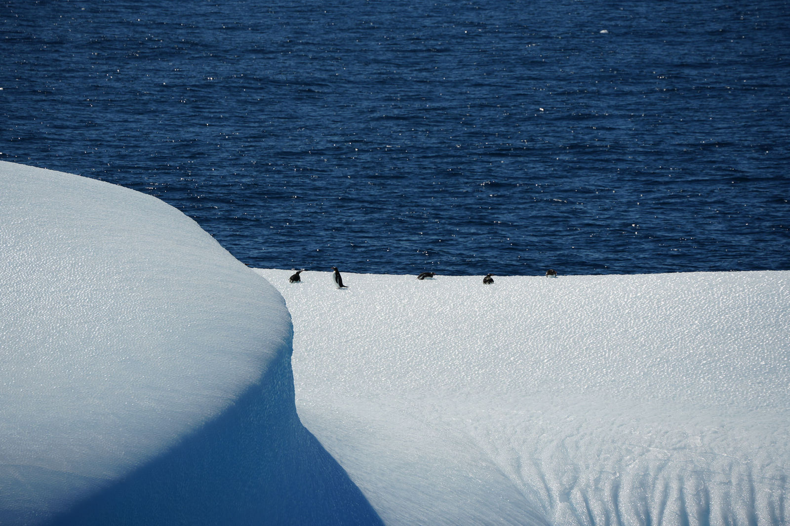 Chinstrap Penguins