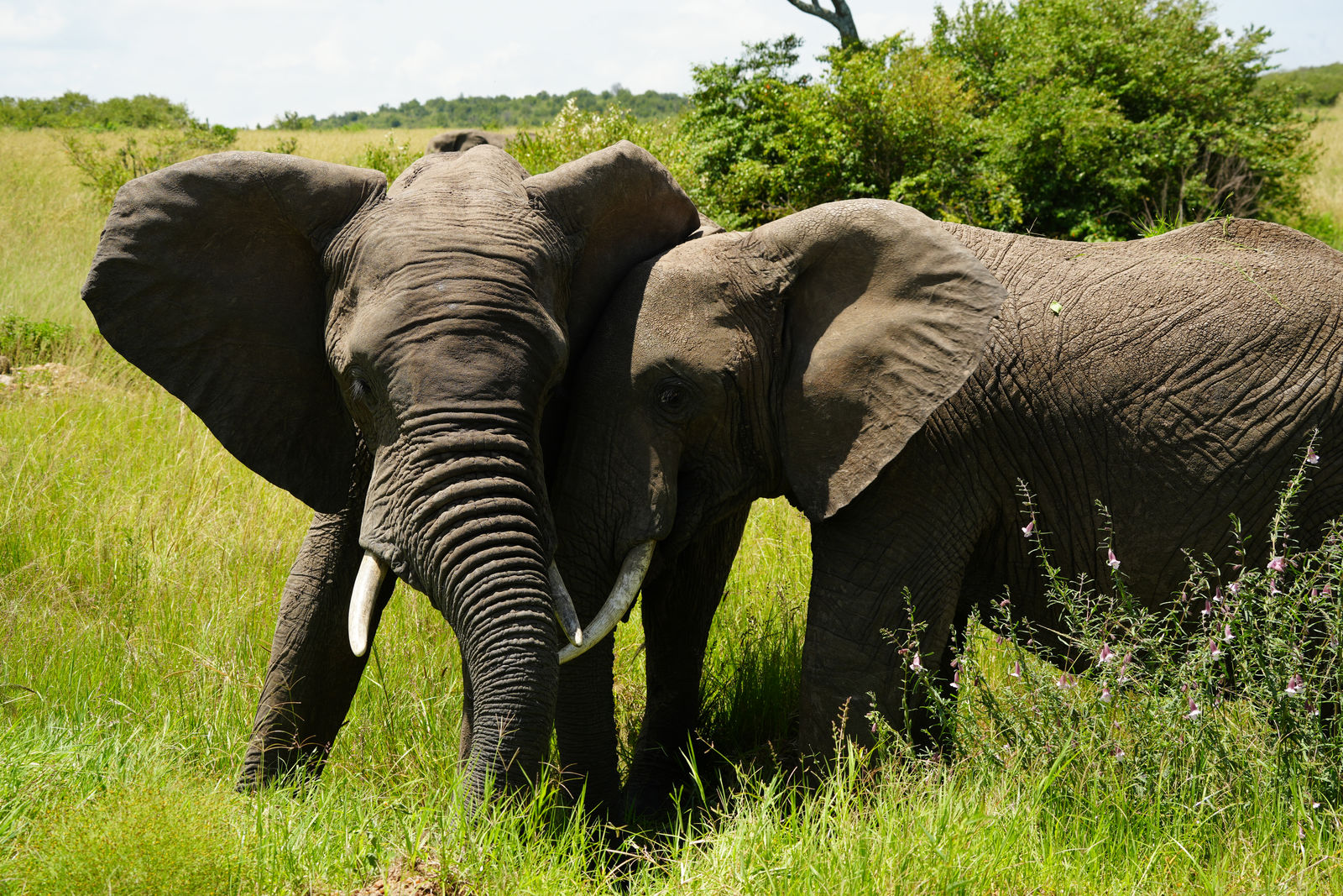 African Bush Elephants