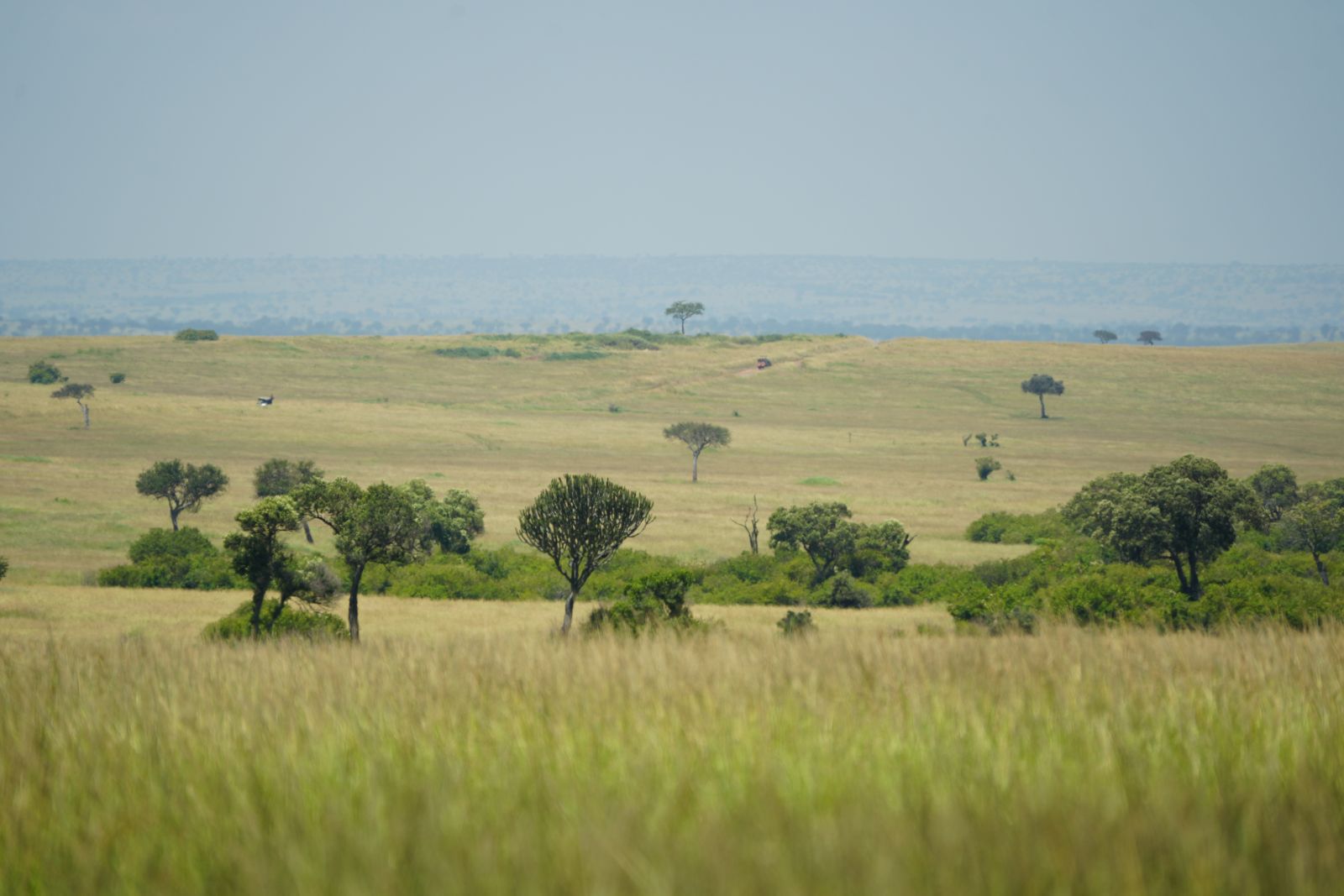 Savanna Grasslands