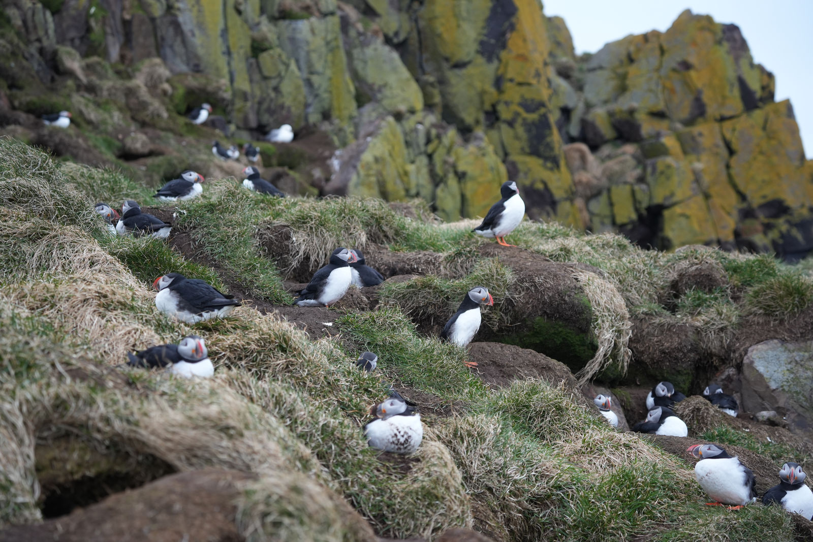 Puffins