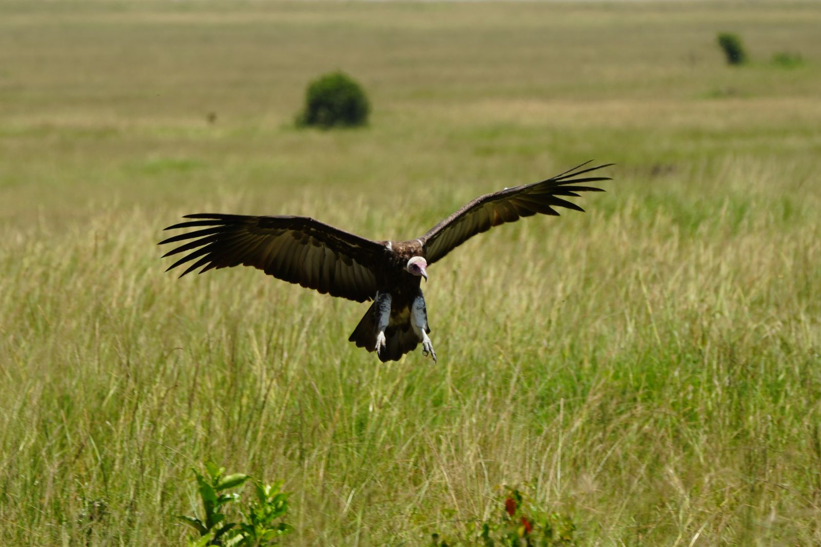 Lappet-faced Vulture