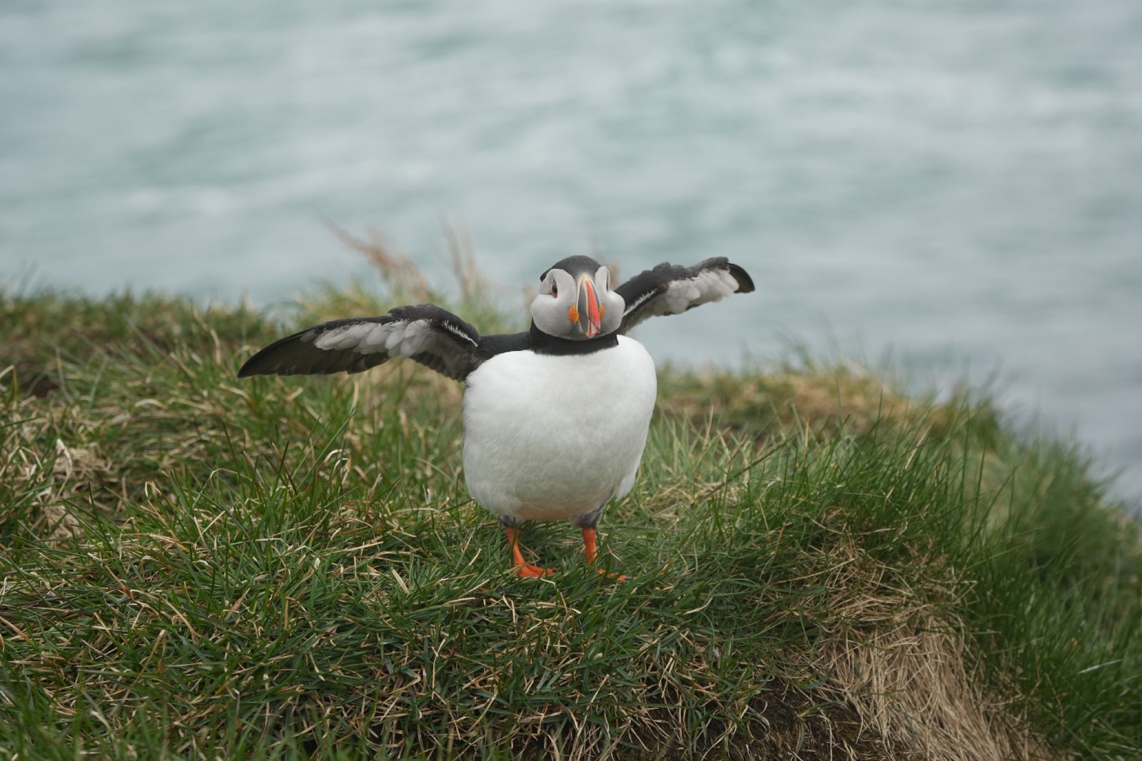 Puffin