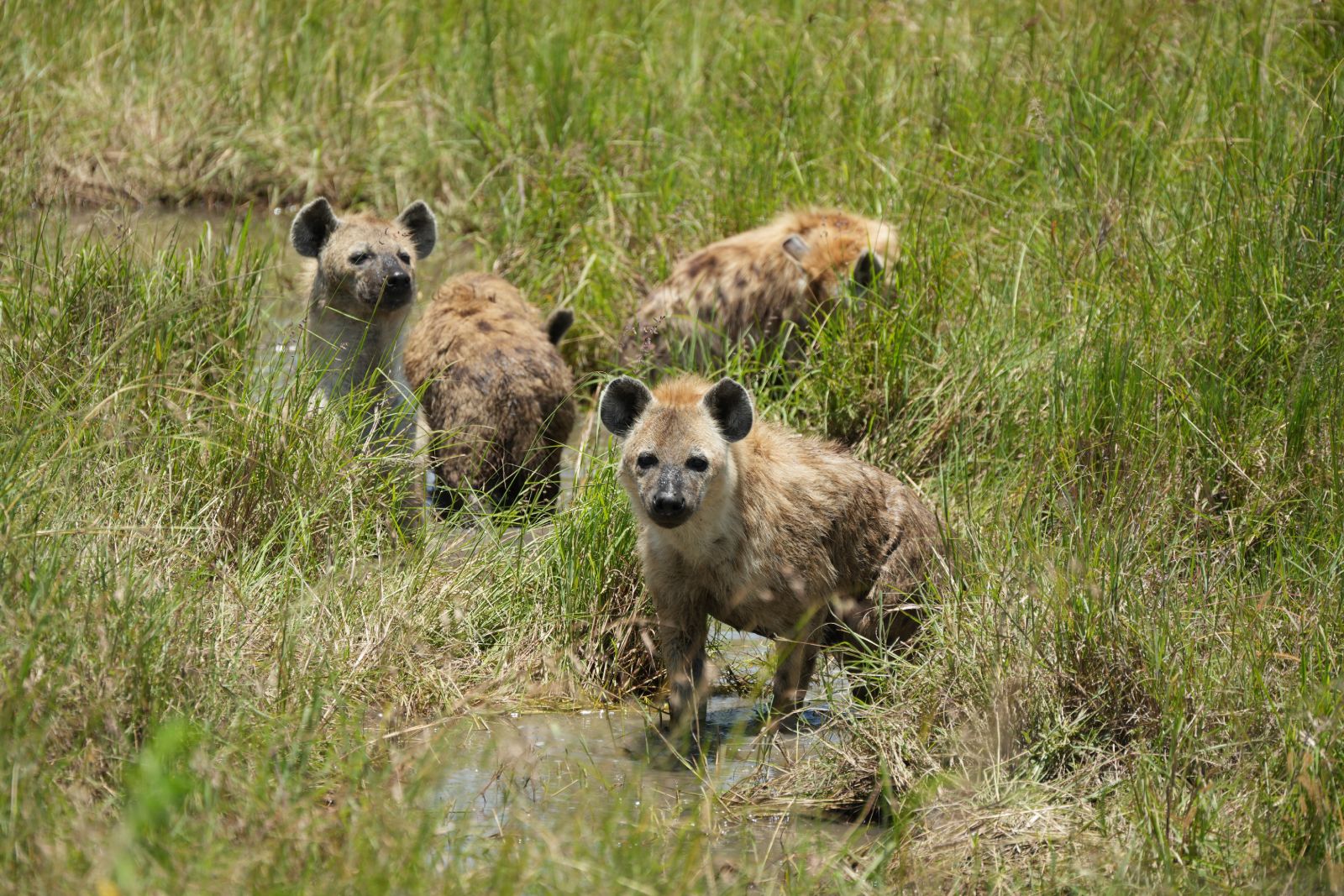 Spotted Hyenas