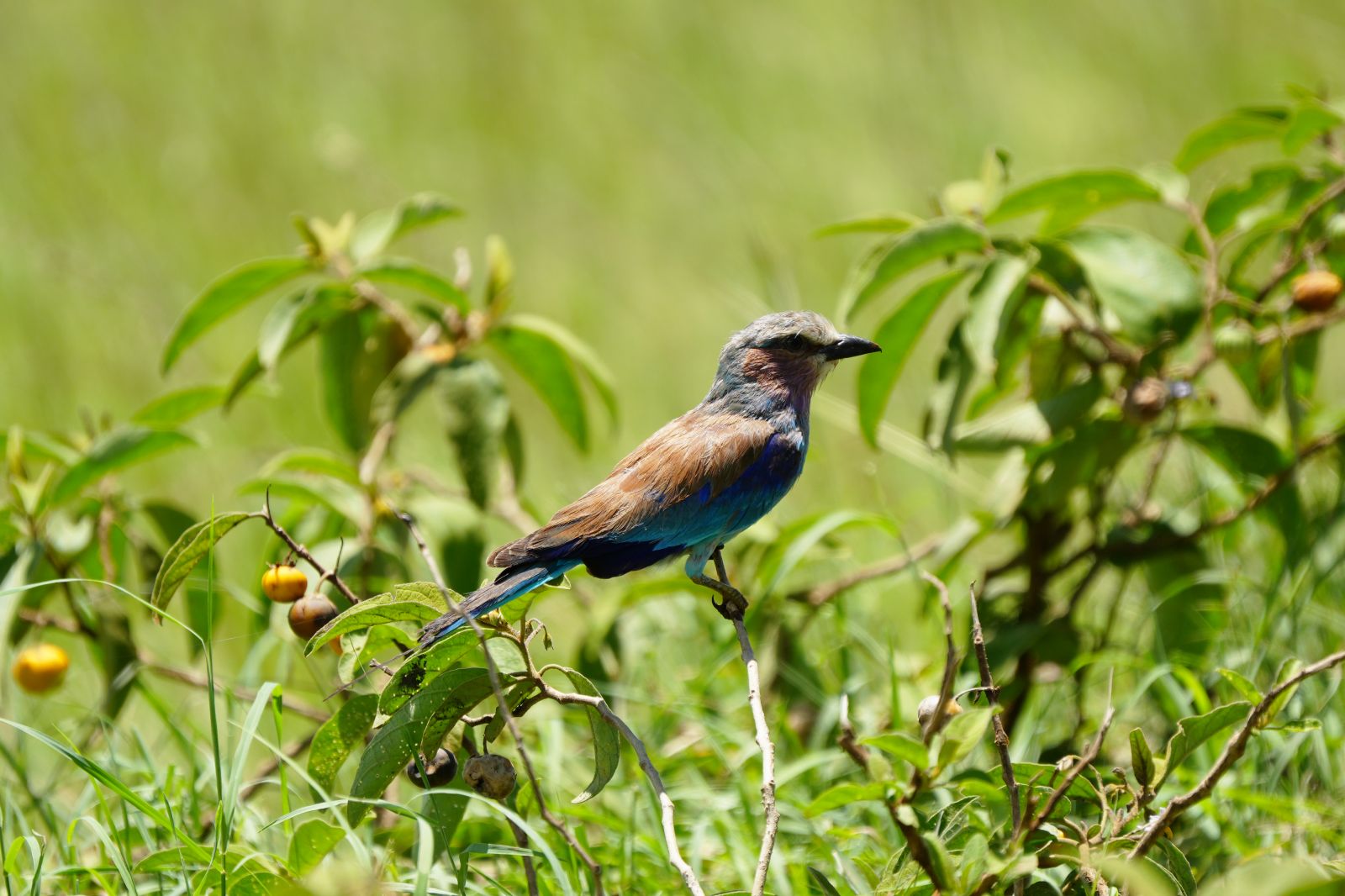 Lilac-breasted Roller