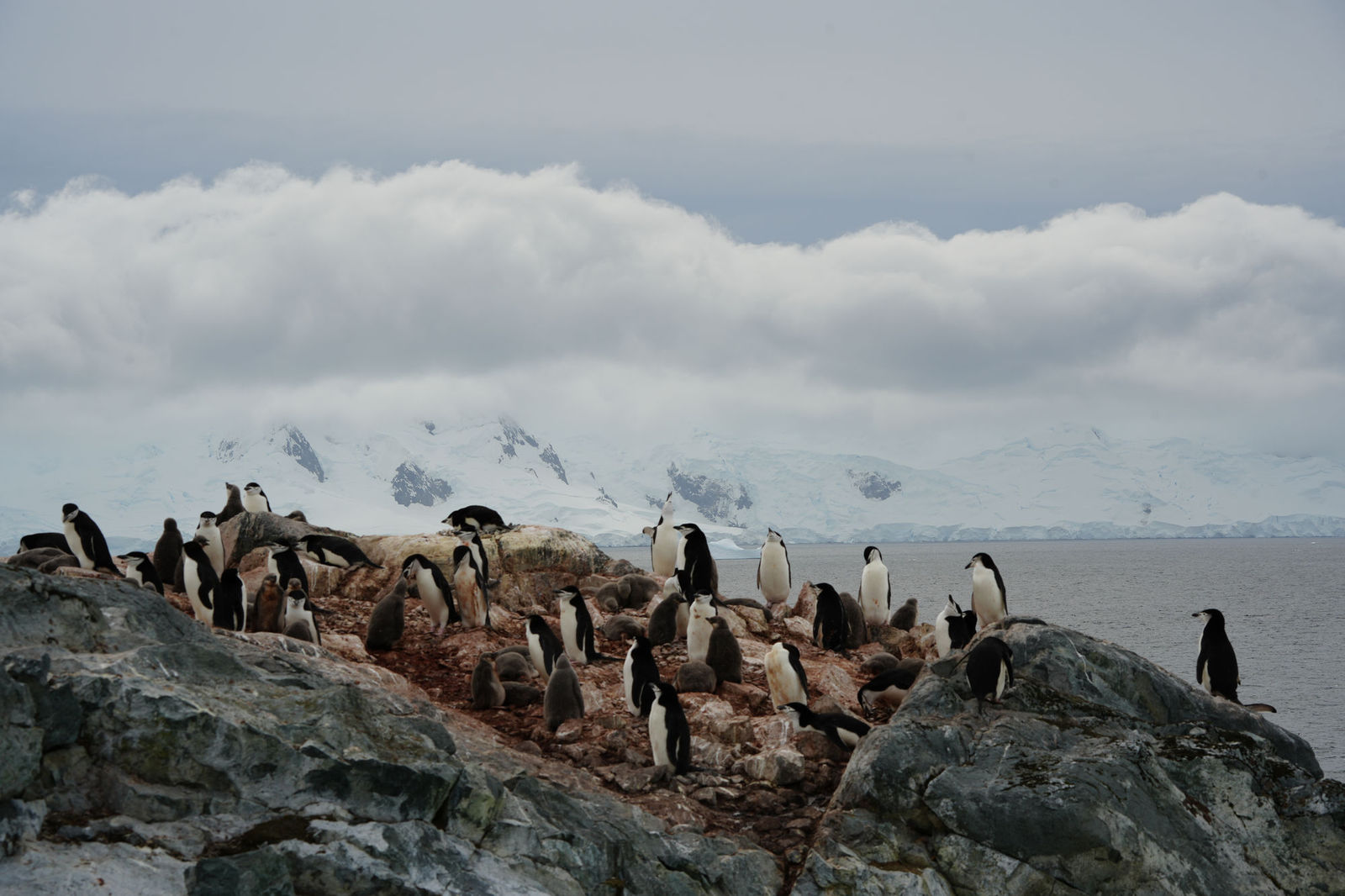 Chinstrap Penguins