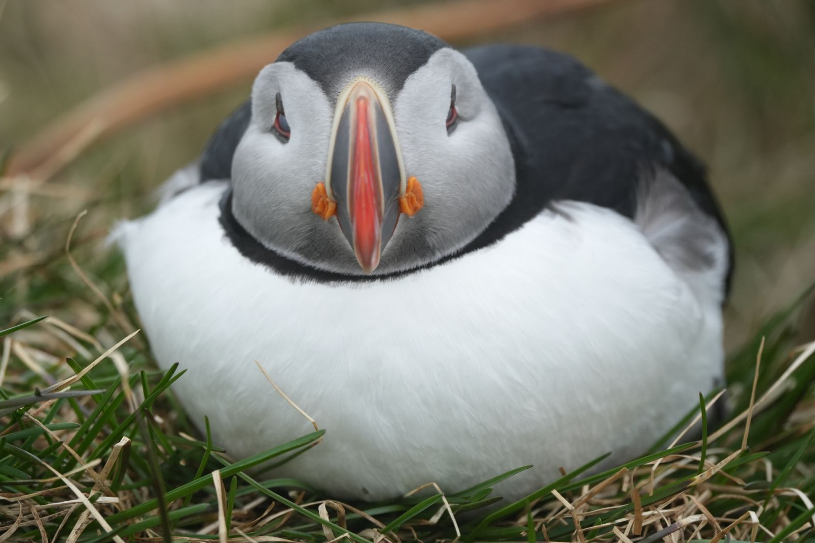 Puffin