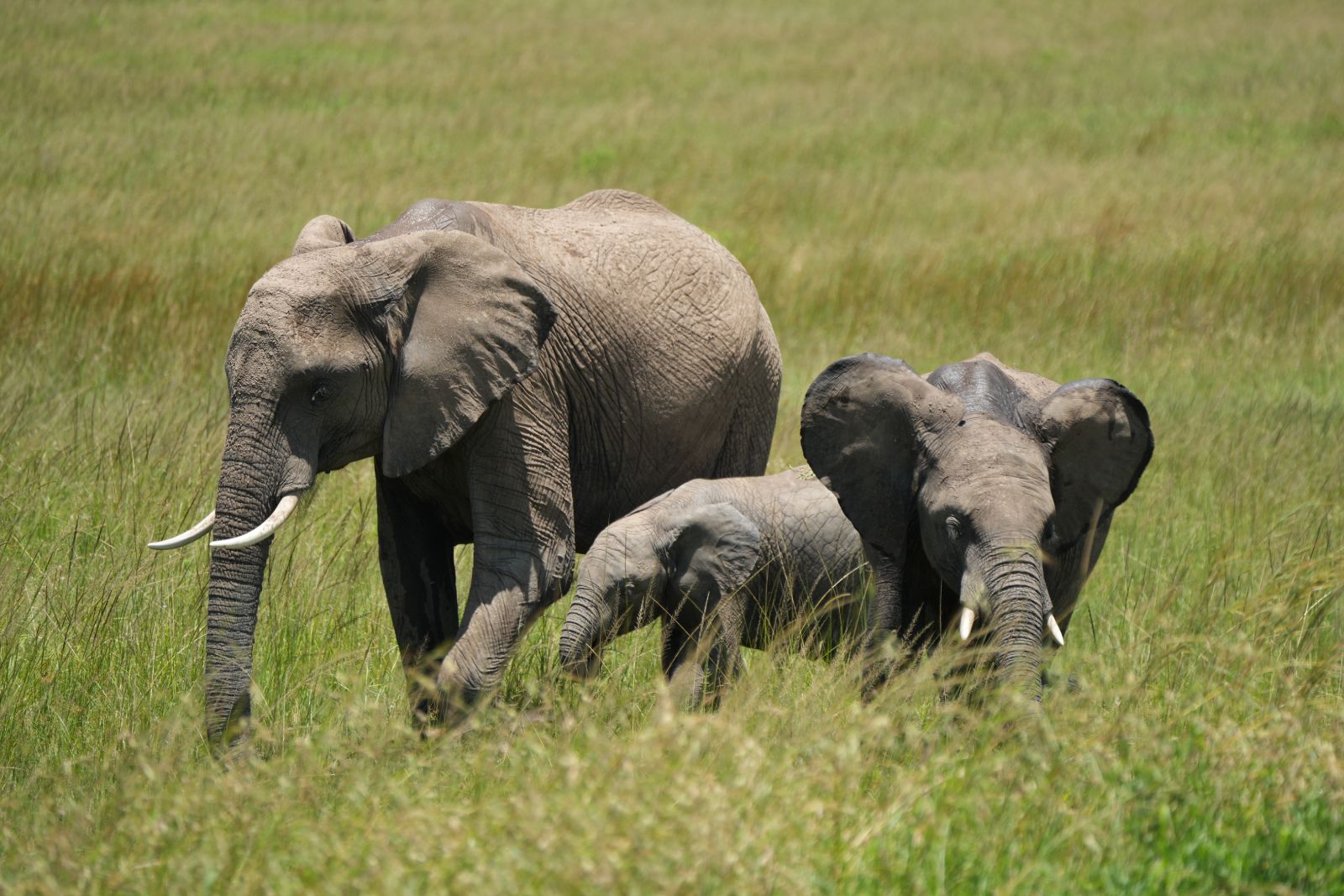 African Bush Elephants
