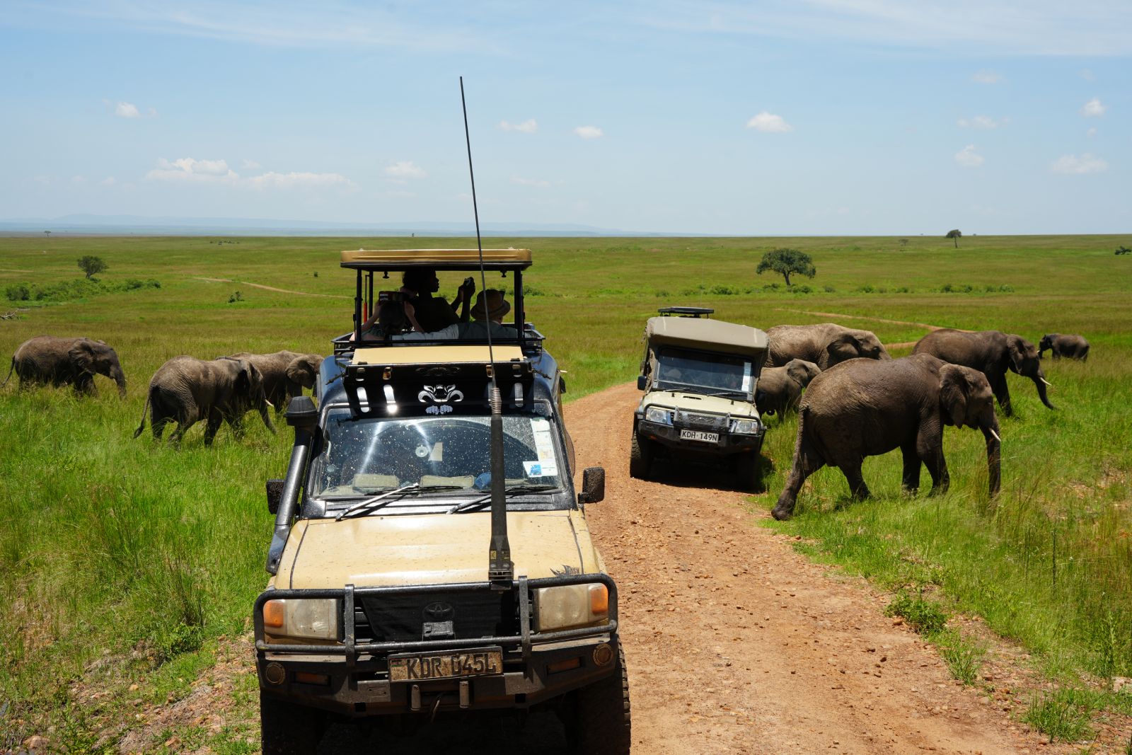 Safari
