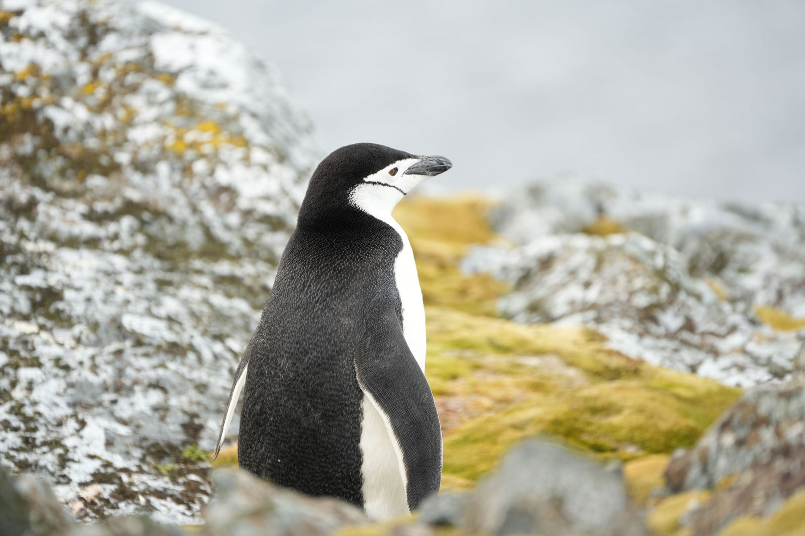 Chinstrap Penguin