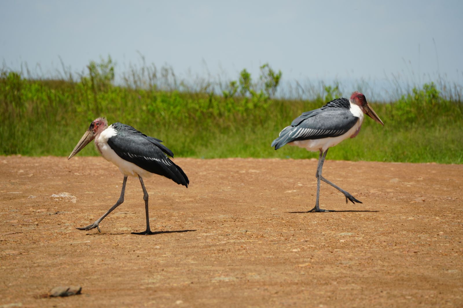 Marabou Storks