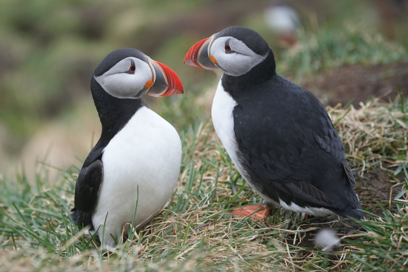 Puffins