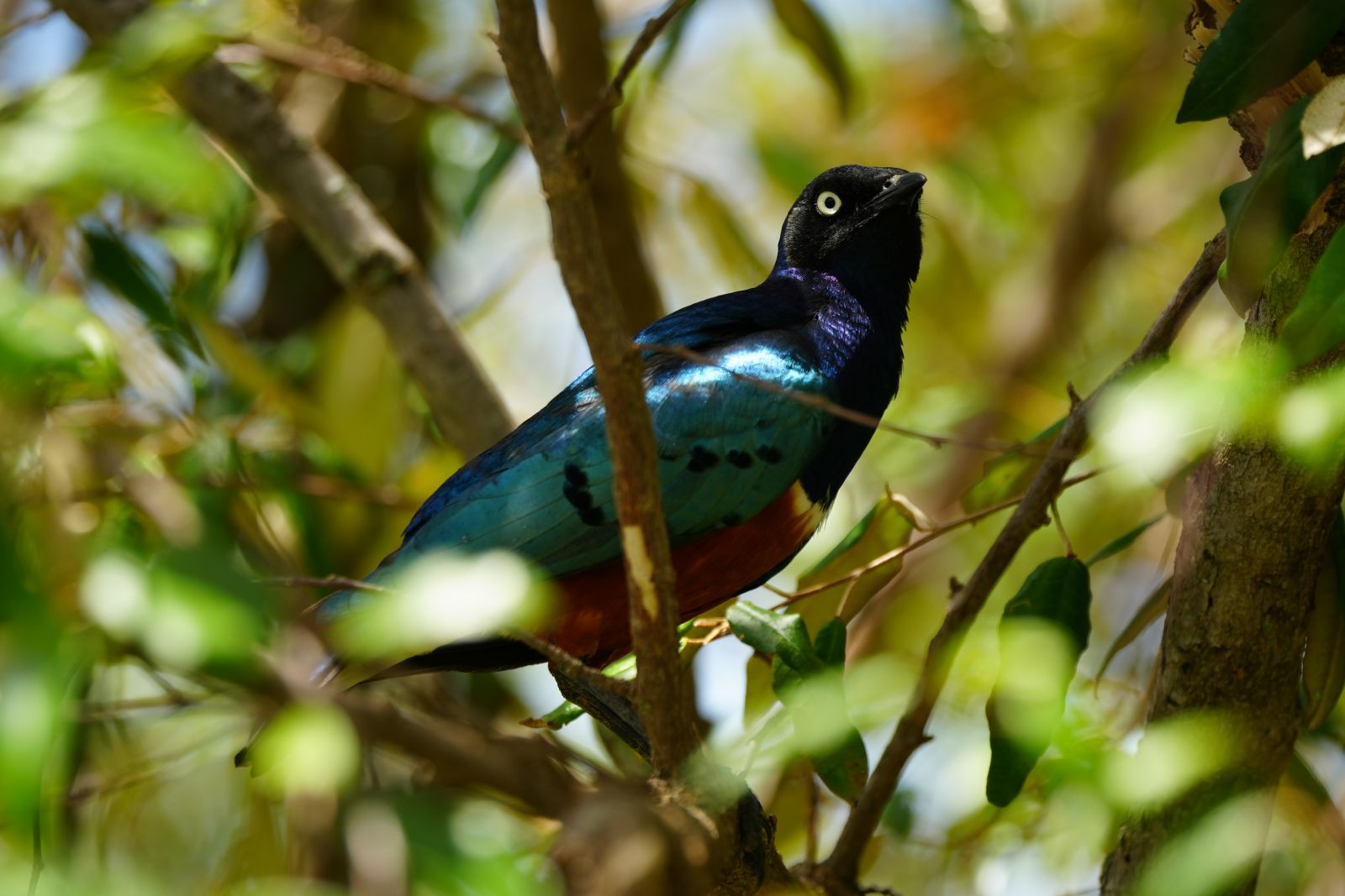 Superb Starling