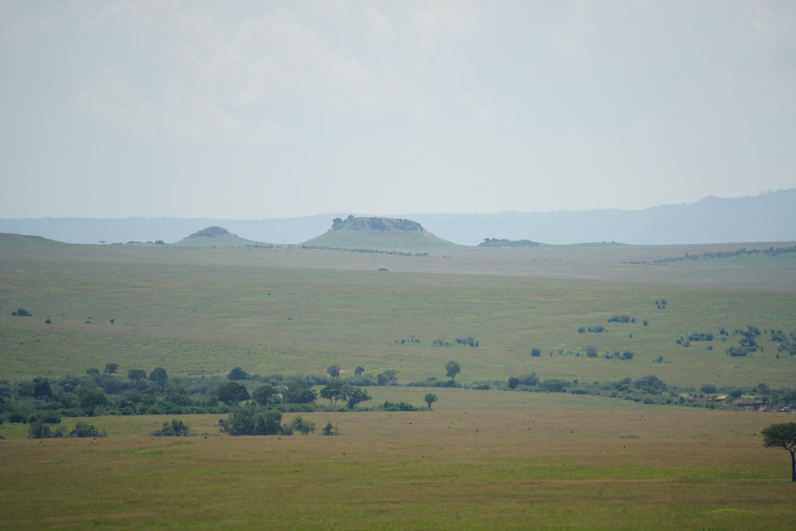 Savanna Grasslands