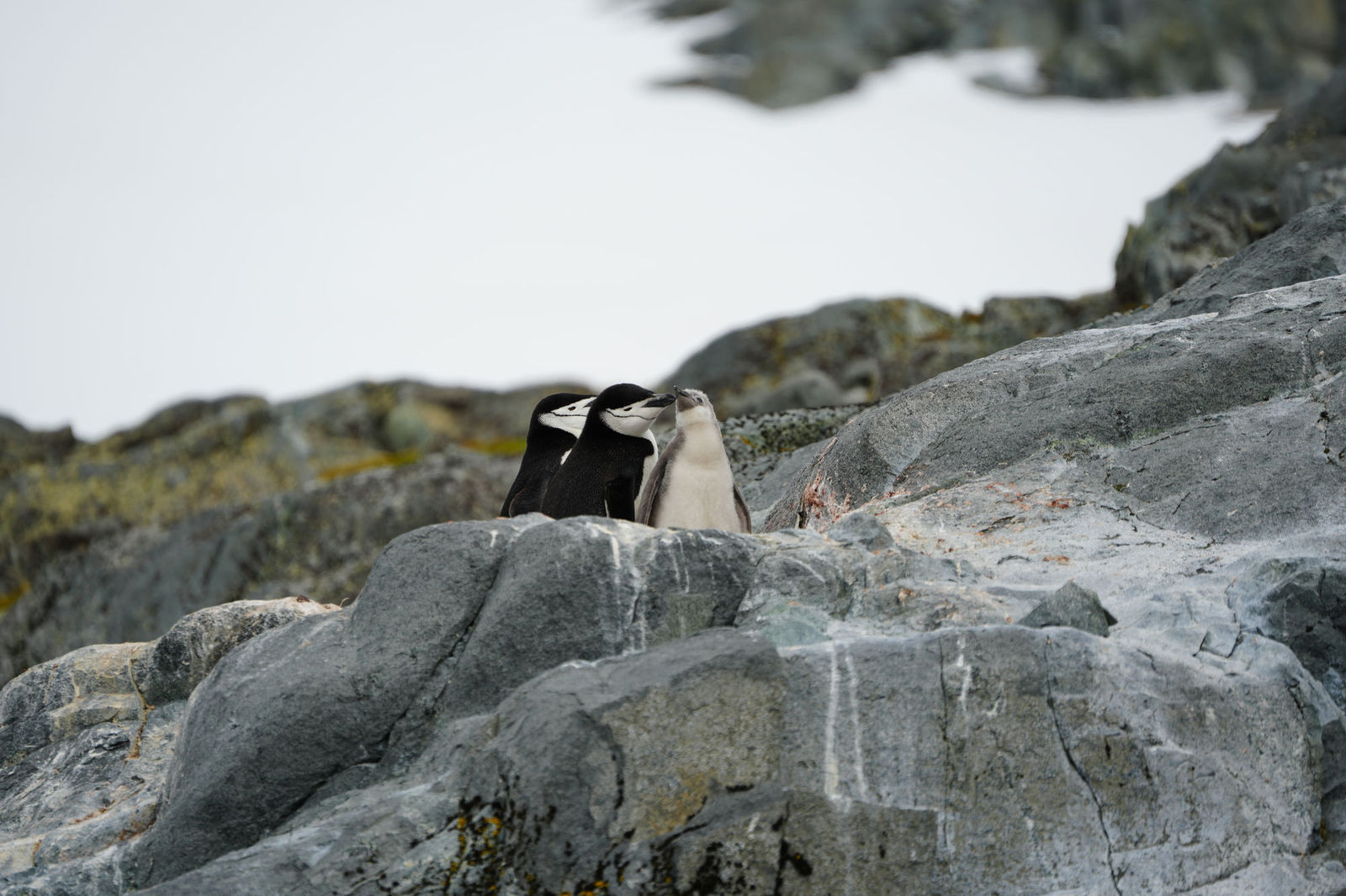 Chinstrap Penguins