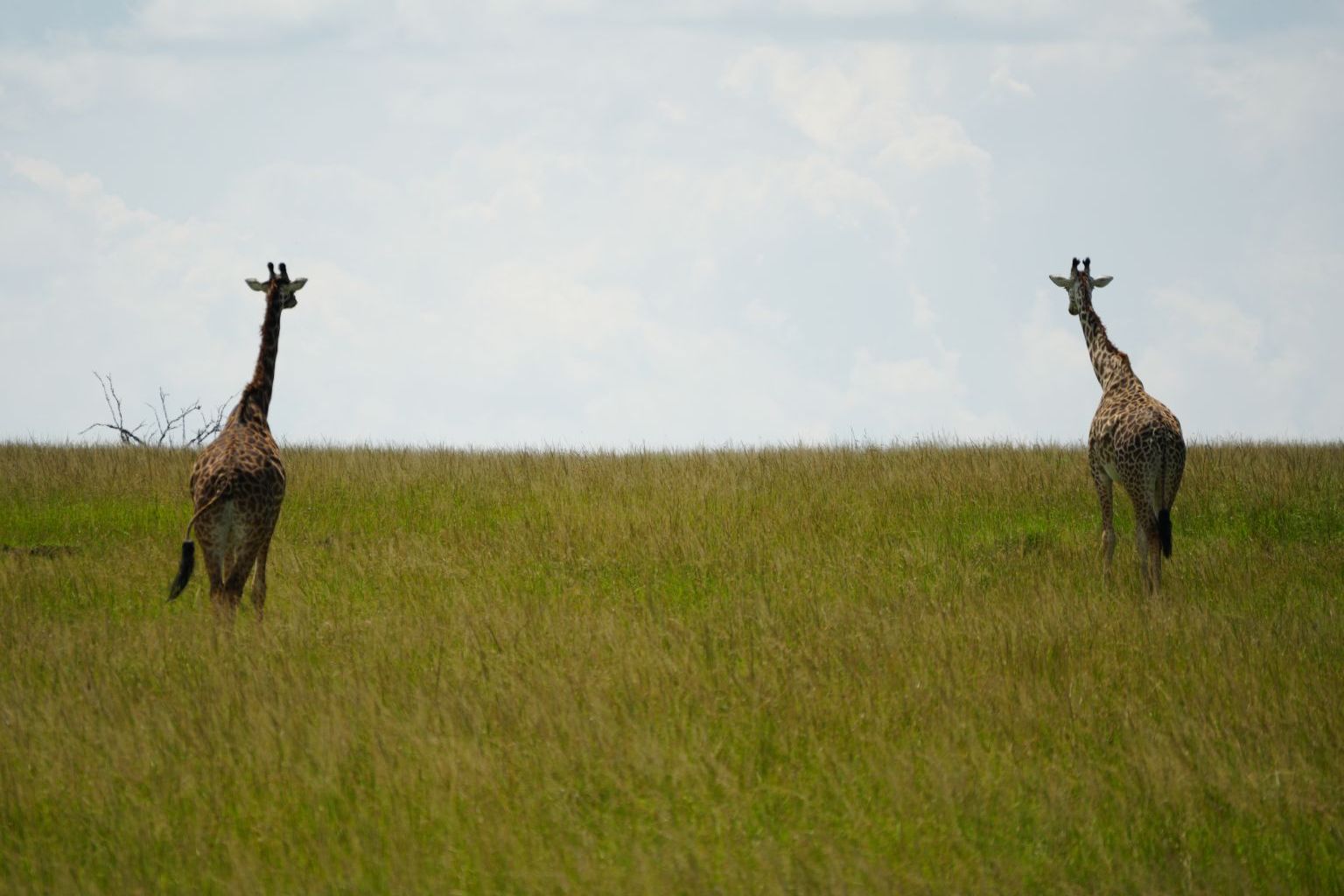Masai Giraffes