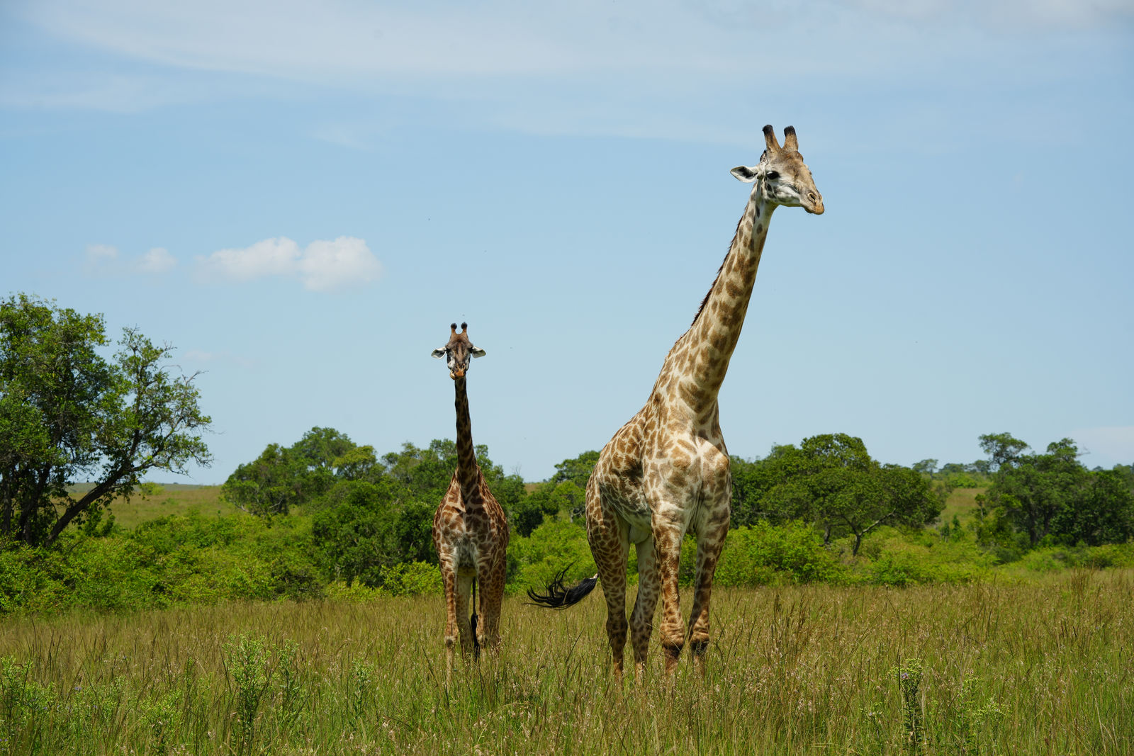 Masai Giraffes