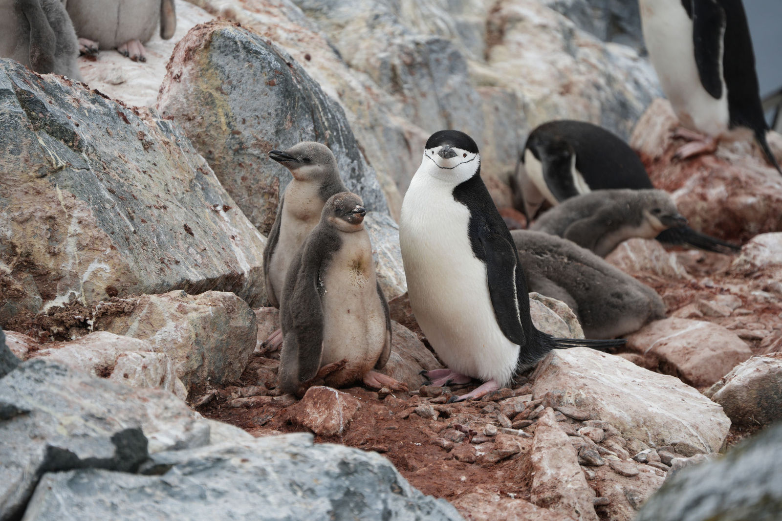 Chinstrap Penguins