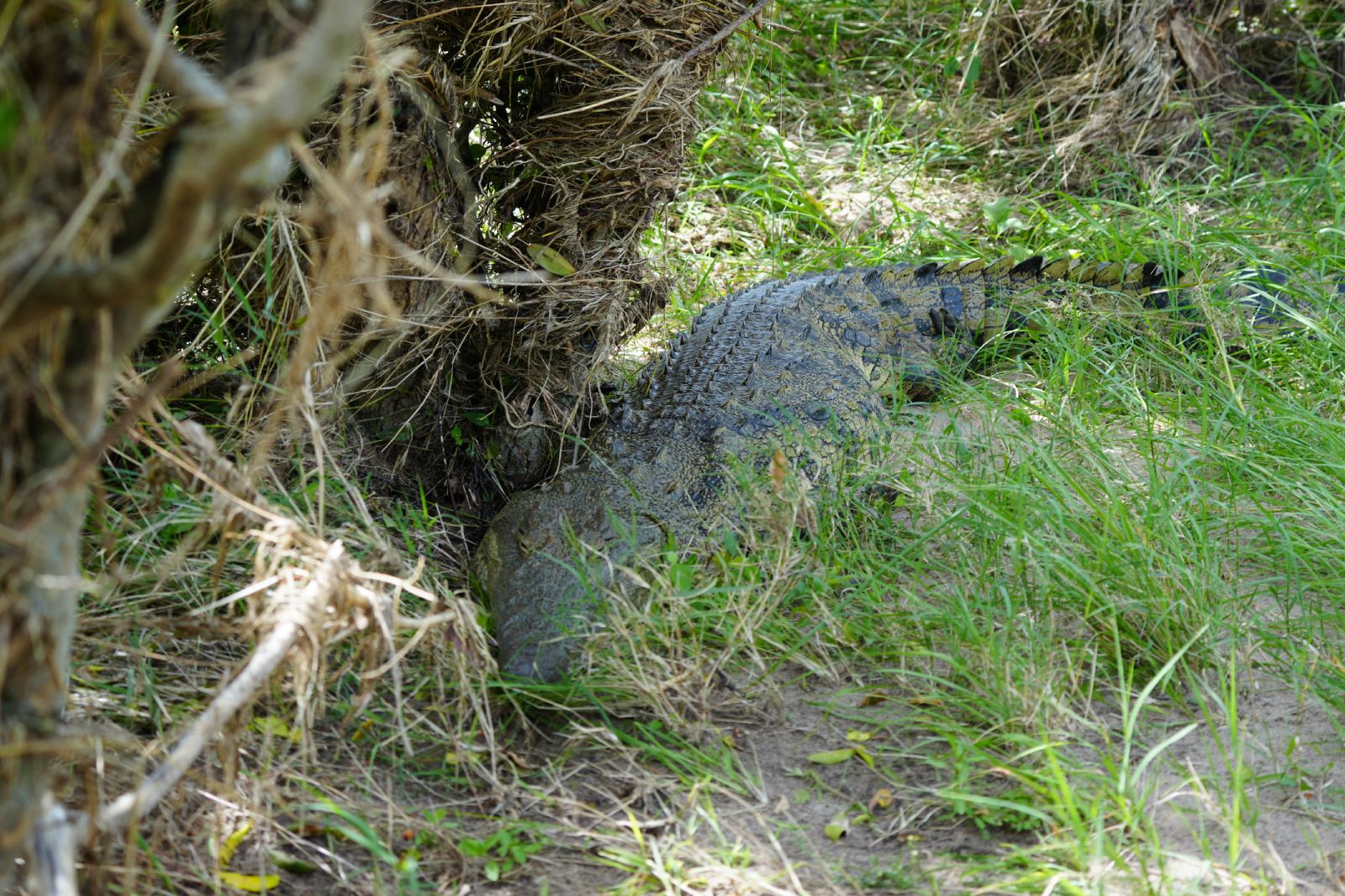 Nile Crocodile