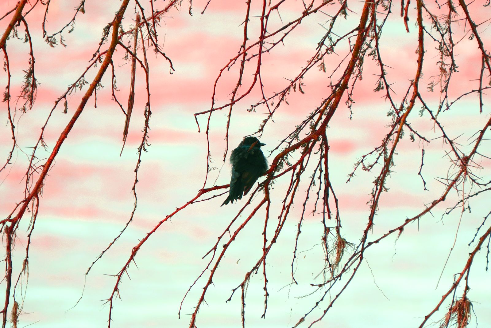 Superb Starling