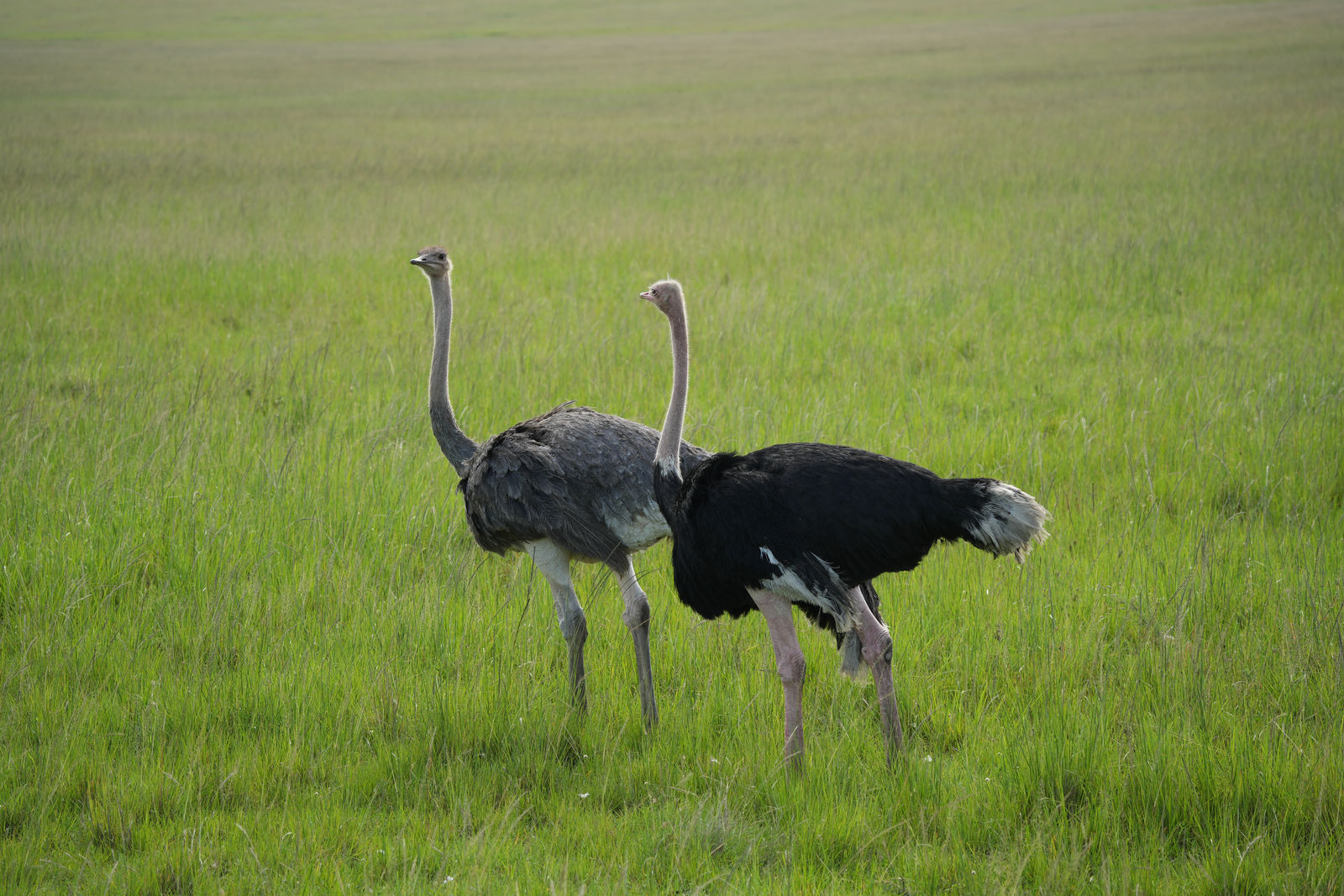 Masai Ostriches