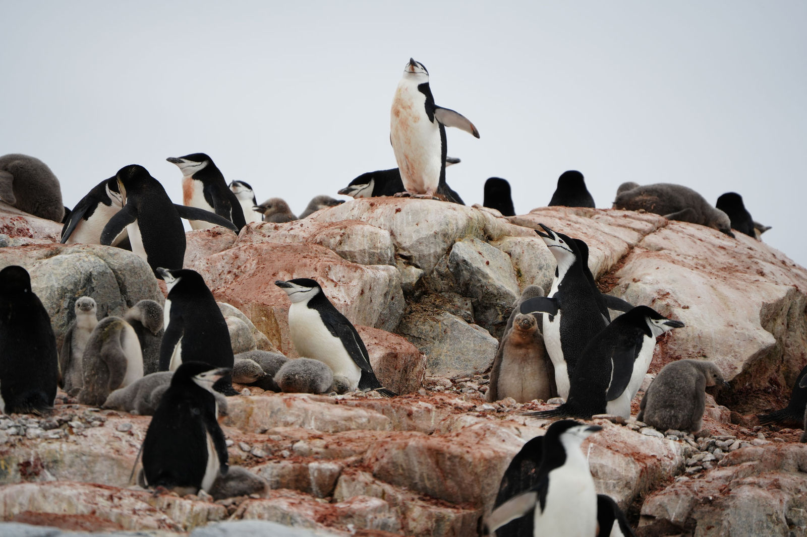 Chinstrap Penguins