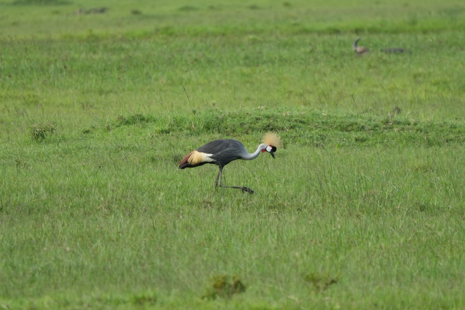Grey Crowned Crane