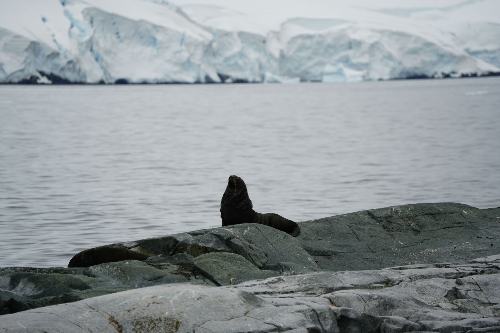 Southern Sea Lion