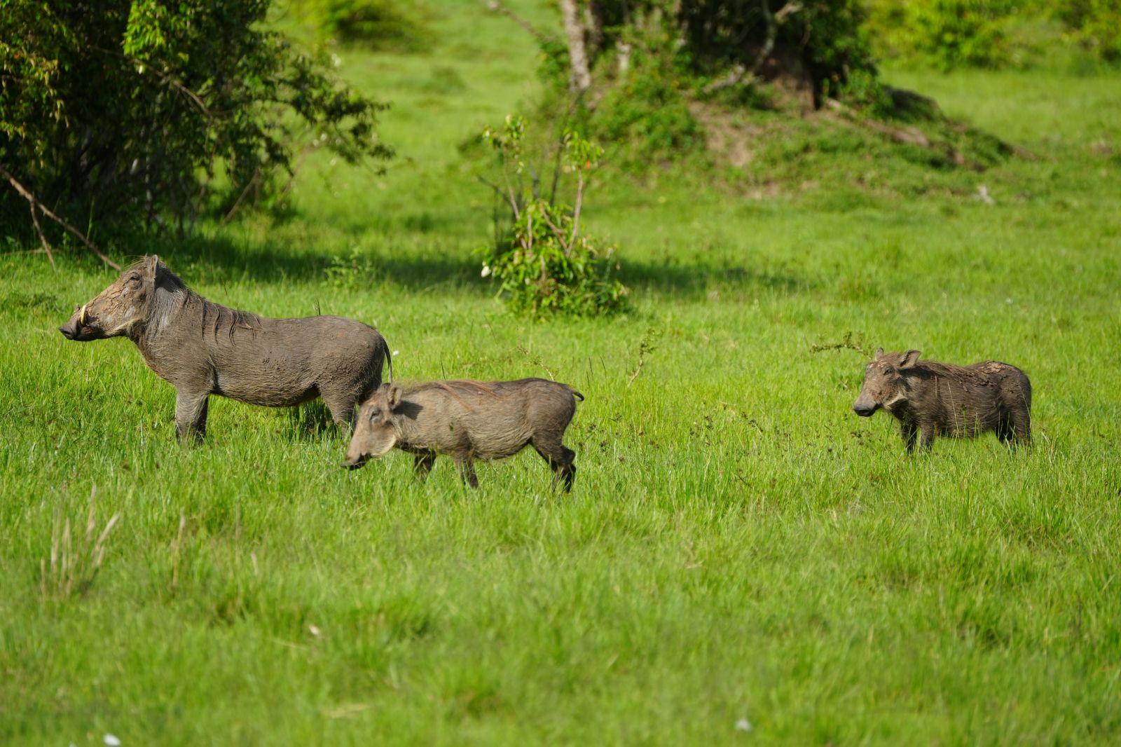 Common Warthogs(Pumbaa)