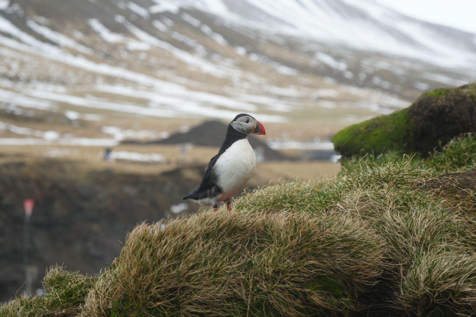 Höfn to Möðrudalur / Borgarfjarðarhöfn
