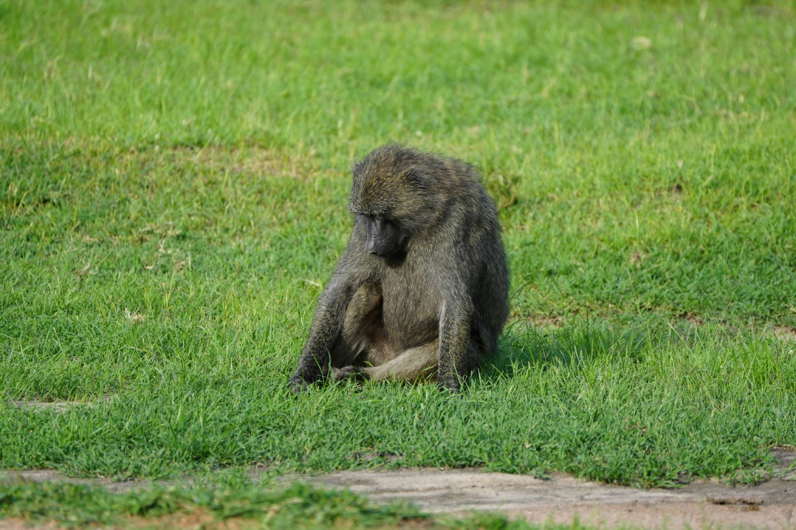 Olive Baboon